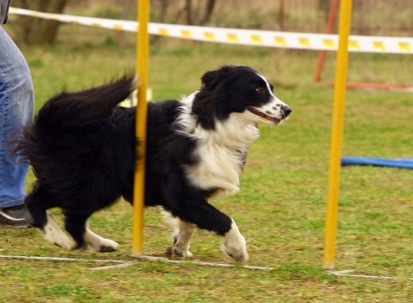 agility płock zawody 5-6.04.2008 psy