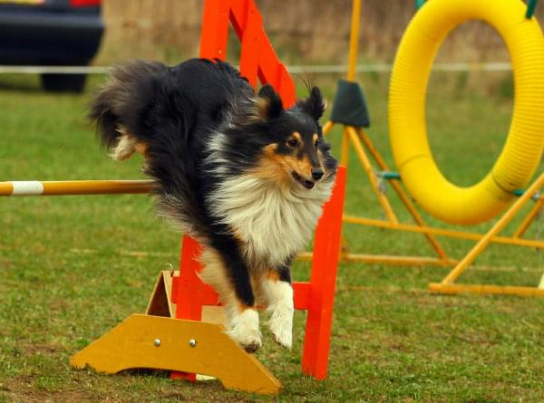 Agility Płock Zawody 5-6.04.2008 Psy