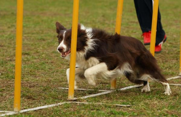 Agility Płock Zawody 5-6.04.2008 Psy