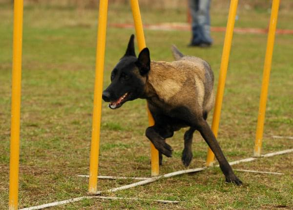 Zawody Agility Płock 5-6.04.2008 Psy