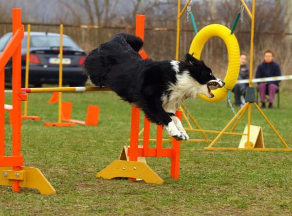 Agility Płock Zawody 5-6.04.2008 Psy