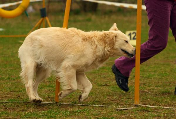 Agility Płock Zawody 5-6.04.2008 Psy