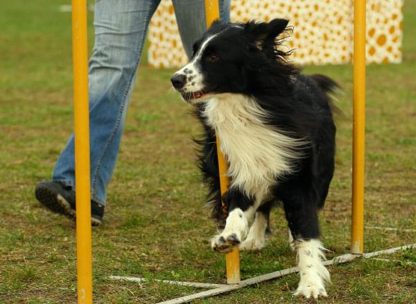 Agility Płock Zawody 5-6.04.2008 Psy