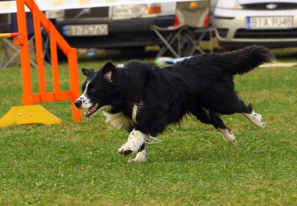 Agility Płock Zawody 5-6.04.2008 Psy