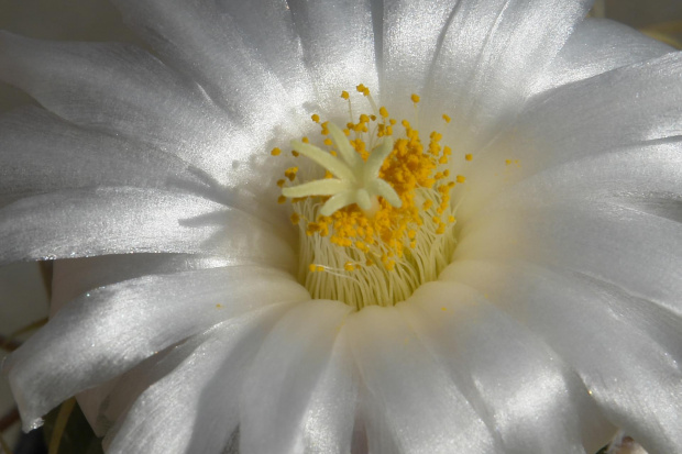 Thelocactus lloydii