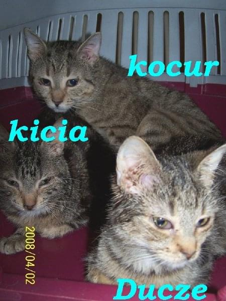 Kicia, kocur i Ducze