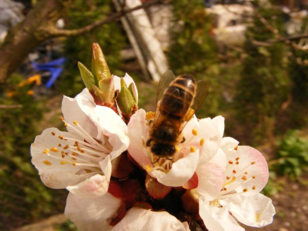 pszczoła #pszczoły #zapylanie #kwiaty