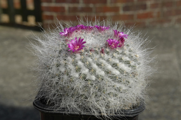 Mammillaria hahniana ssp hahniana