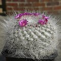 Mammillaria hahniana ssp hahniana