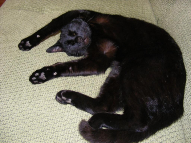 śpiący kot #kot #śpi #czarny