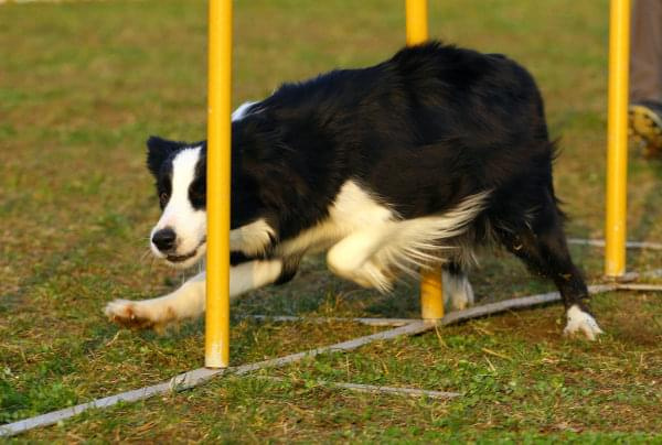 Zawody Agility Płock 5-6.04.2008 Psy