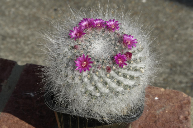 Mammillaria hahniana ssp hahniana