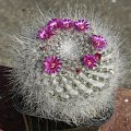 Mammillaria hahniana ssp hahniana