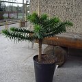 araucaria araucana