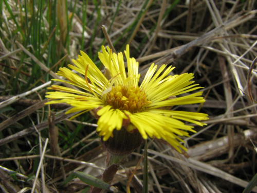 podbiał pospolity (Tussilago farfara) #przyroda #natura #rośliny #botanika #kwiaty #makrofotografia