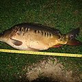 Karp 50cm #ryby #wędkarstwo