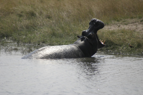 Hippopotam #Hippopotam #Delta #rzeka #Okavango