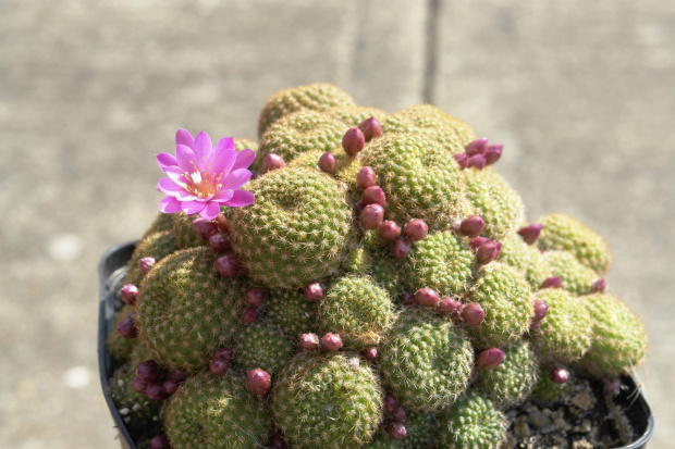 Rebutia