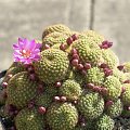 Rebutia