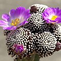 Mammillaria luethyi