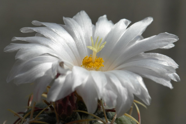 Thelocactus lloydii