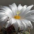 Thelocactus lloydii