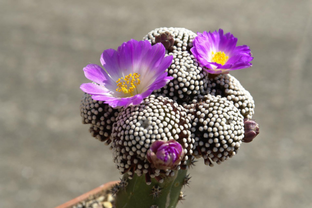 Mammillaria luethyi