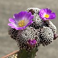 Mammillaria luethyi