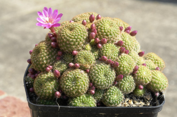 Rebutia