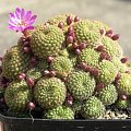 Rebutia