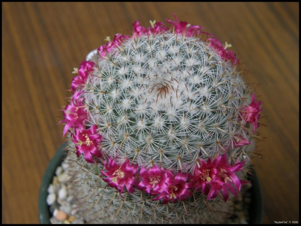 222.Mammillaria albilanata