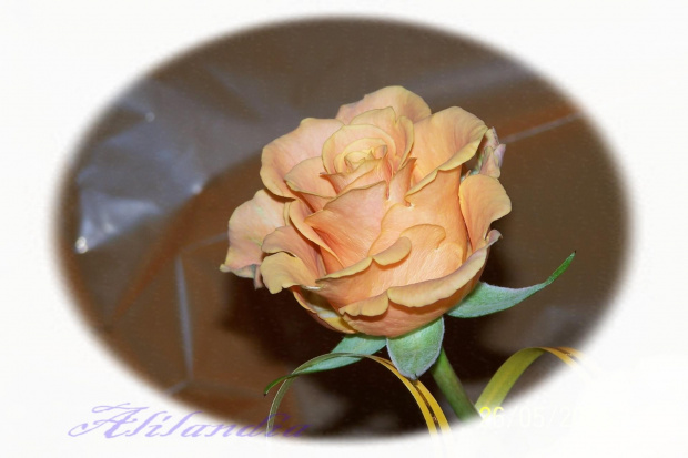 moje kwiaty, róża #róża #kwiat
