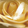 Biała róża jest równie piękna co biały motyl...