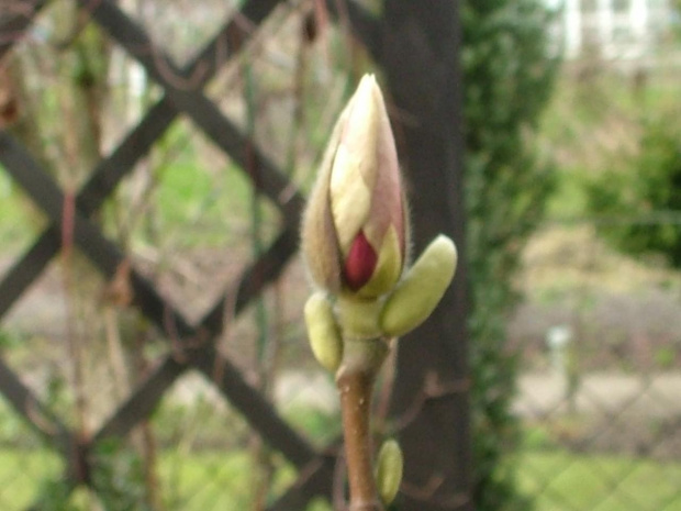 kwiat magnolii