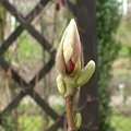 kwiat magnolii