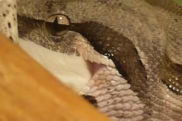 Neo - boa dusiciel #Neo #Matrix #boa #constrictor #samica #wąż #snake #dusiciel