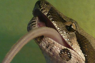 Neo - boa dusiciel #Neo #Matrix #boa #constrictor #samica #wąż #snake #dusiciel