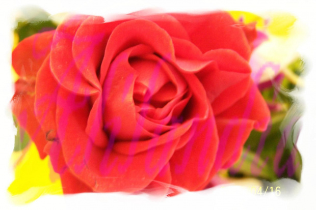 róża czerwona #kwiat