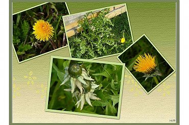 Mleczem zwane, te zwykłe chwasty, na wiosne są pełne uroku! #mlecze #wiosna #kwiatki #chwast