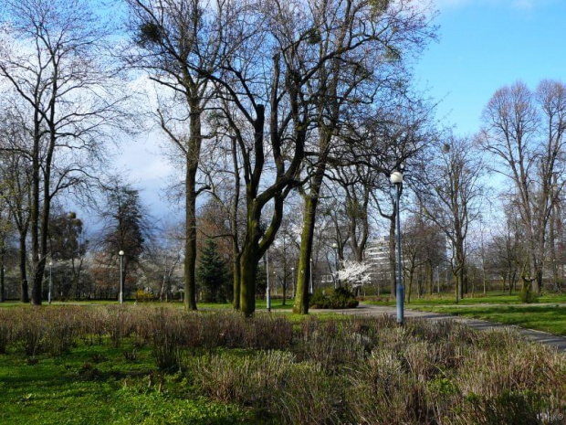 W parku miejskim roślinki budzą się do życia #park #Gdańsk #wiosna #drzewa