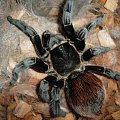 Brachypelma vagans