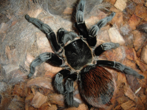 Brachypelma vagans