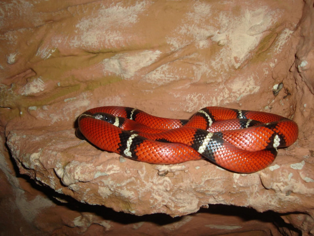 Lampropeltis triangulum sinaloae