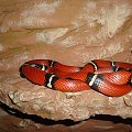 Lampropeltis triangulum sinaloae