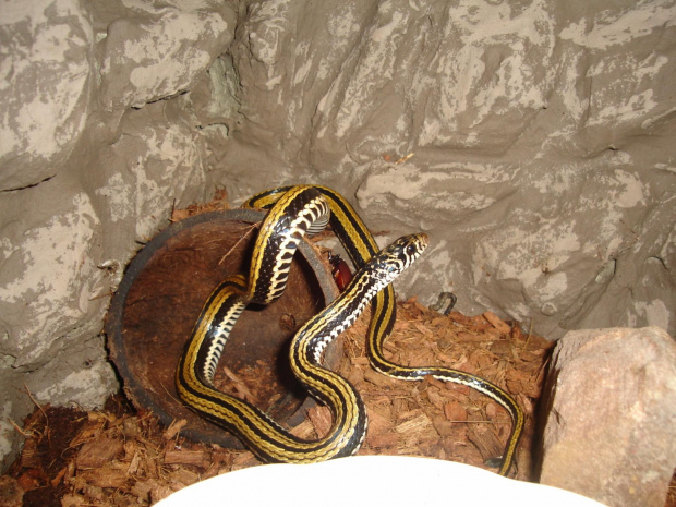 Xenochrophis vittatus