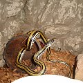 Xenochrophis vittatus