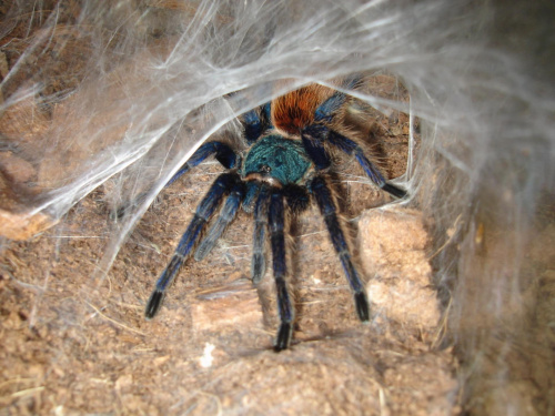 Chromatopelma cyaneopubescens