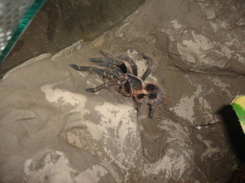 Phormictopus cancerides