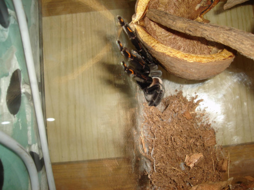 Psalmopoeus irminia