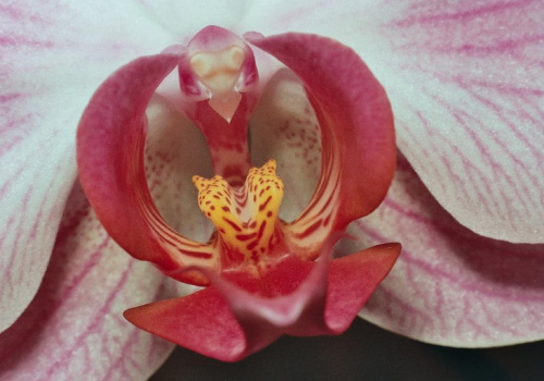 Makro orchidei #makro #orchidea #kwiat